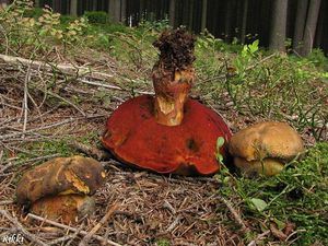 Klikni pro velký obrázek