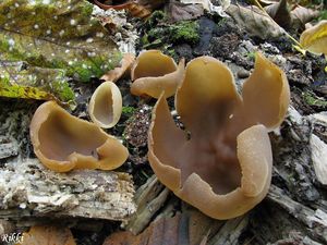 Klikni pro velký obrázek