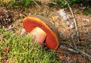 Klikni pro velký obrázek