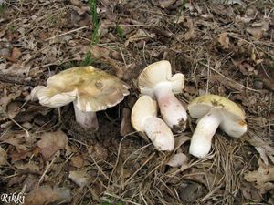 Klikni pro velký obrázek