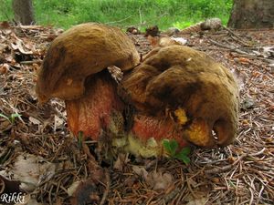 Klikni pro velký obrázek