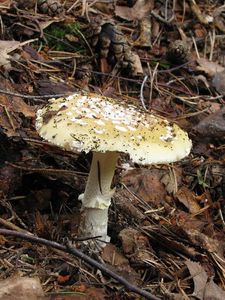 Klikni pro velký obrázek