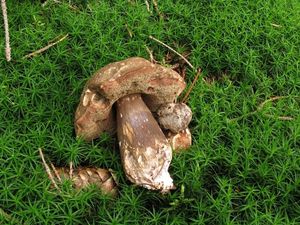 Klikni pro velký obrázek