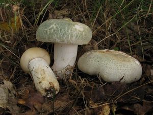 Klikni pro velký obrázek