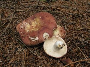 Klikni pro velký obrázek