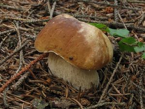 Klikni pro velký obrázek