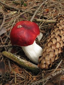 Klikni pro velký obrázek