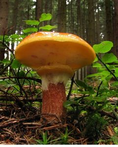 Klikni pro velký obrázek