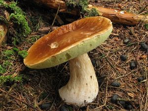 Klikni pro velký obrázek