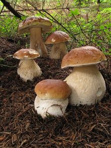 Klikni pro velký obrázek