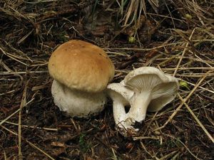 Klikni pro velký obrázek