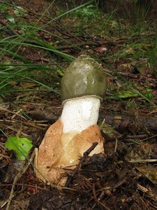 Klikni pro velký obrázek