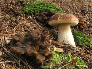 Klikni pro velký obrázek