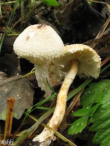 Bedla vlnatá - Lepiota clypeolaria ( Bull. ) P. Kumm.