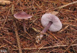 Helmovka ředkvičková - Mycena pura (Pers.) P. Kumm. 1871