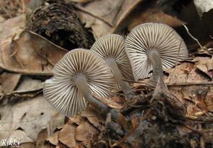 Helmovka šiškomilná - Mycena strobilicola J. Favre & Kühner 1938