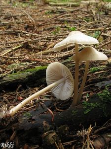 Helmovka tuhonohá - Mycena galericulata (Scop.) Gray 1821