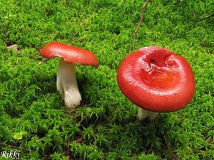 Holubinka jahodová - Russula paludosa