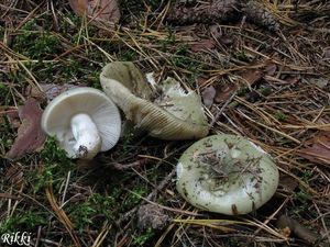 Holubinka trávozelená - Russula aeruginea Lindbl.in Fr.