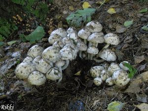 Křehutka hlava Medusina - Psathyrella caput-medusae (Fr.) Konrad & Maubl. 1949