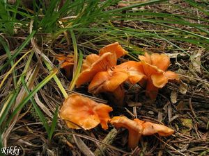 Liška Friesova - Cantharellus friesii  Quél. 1872