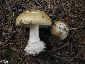 Muchomůrka slámožlutá - Amanita gemmata