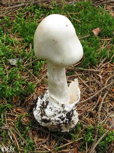 Muchomůrka jízlivá - Amanita virosa