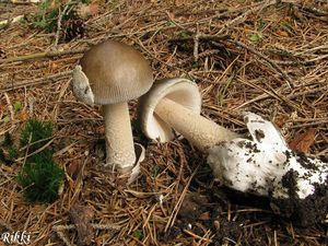 Muchomůrka pošvatá - Amanita vaginata (Bull.) Lam. 1783