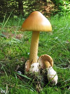 Muchomůrka šafránová - Amanita crocea