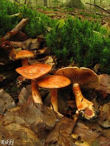 Pavučinec červenošupinný - Cortinarius (Leprocybe) bolaris (Pers.) Fr.