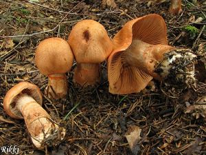 Pavučinec náramkovitý - Cortinarius armillatus (Fr.) Fr. 1838