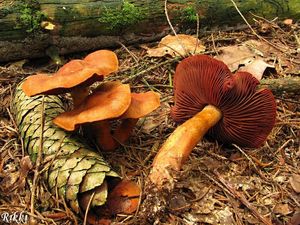 Pavučinec polokrvavý - Cortinarius semisanguineus (Fr.) Gillet