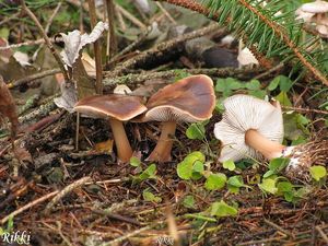 Penízovka máslová - Rhodocollybia butyracea (Bull.) Lennox