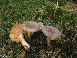 Ryzec libovonný - Lactarius mammosus ( Weinm. ) Fr.