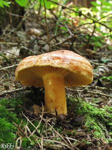 Ryzec modřínový - Lactarius porninsis