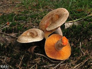 Ryzec borový - Lactarius pinicola Smotl. ex Z. Schaef. 1970