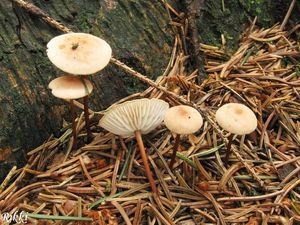 Špička česneková - Marasmius scorodonius