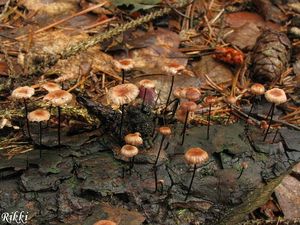 Špička žíněná - Gymnopus androsaceus (L.) Della Maggiora & Trassinelli 2014