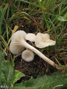 Voskovka panenská - Hygrocybe virginea