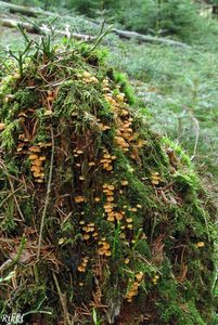 Kalichovka zvonečková - Xeromphalina campanella (Batsch) Kühner & Maire 1934