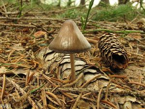 Helmovka šiškomilná - Mycena strobilicola J. Favre & Kühner 1938