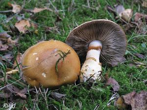 Pavučinec různý - Cortinarius(Phlegmacium)varius(Schaeff.)Fr.