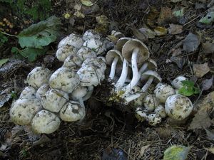 Křehutka hlava Medusina - Psathyrella caput-medusae (Fr.) Konrad & Maubl. 1949