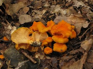 Liška Friesova - Cantharellus friesii  Quél. 1872