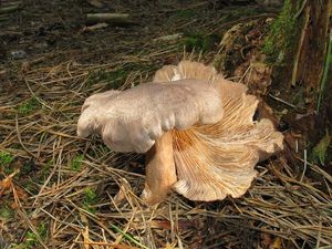 Ryzec libovonný - Lactarius mammosus ( Weinm. ) Fr.