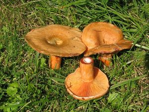 Ryzec smrkový - Lactarius deterrimus Gröger 1968