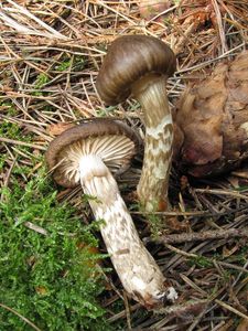 Šťavnatka olivově bílá - Hygrophorus olivaceoalbus (Fr.) Fr.