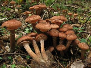 Václavka smrková - Armillaria ostoyae (Romagn.) Herink 1973