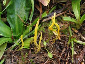 Kyjovečka hnědavá - Clavulinopsis helvola