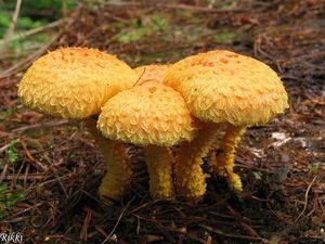 Šupinovka ohnivá - Pholiota flammans